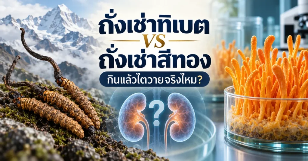 ถั่งเช่าทิเบต vs ถั่งเช่าสีทอง ต่างกันยังไง? กินแล้วไตวายจริงไหม? — รูปที่ 1
