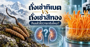 ถั่งเช่าทิเบต vs ถั่งเช่าสีทอง ต่างกันยังไง? กินแล้วไตวายจริงไหม? — รูปที่ 1